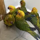 فروخ صن كنيور سعر مناسب جدا