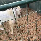 فحل تيس هولند عارضي ابرص