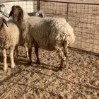 غنم