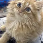 قط عمر شهرين سليم لايجي غير الصامل لو سمحتو 350