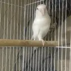 للببع طيور روز