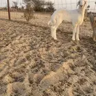 طلي ابرص مشروع فحل