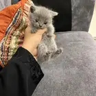 سكوتش ستريت