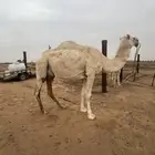 عشرا شقحاء شرط الهدوه والحليب وعشرا صفرا