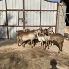 شياه سواكنيه