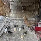 دجاجه بلدي معها 9 فروخ