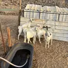 الشميسي طريق الخواجات