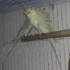 طيور بادجي هوقو