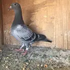 زواجل سباق طبات