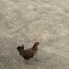 دجاجه كبيره لون بني للبيع