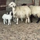 شياه نعيم ولد