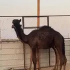 للبيع قعدان للتواصل