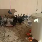 فراريج دجاج بلدي العمر من شهر ونص الى ثلاث اشهر