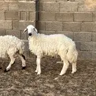 رخل وخروف هجين