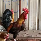 ديك عربي