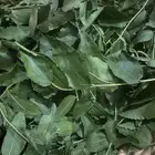 ورق سد جديد اخضر وجاف