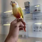 صن شيك متكلم هدد صوته واضح