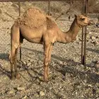 للبيع قعود