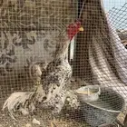 ديك شامو دجاج شامو ديك مياه والي