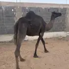 للبيع لقحات مجاهيم