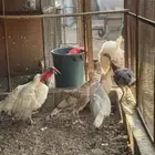للبيع دجاج رومي اربع اناث وذكر