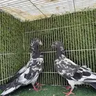 زوج داب ولا