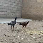ديكه باكستانيه