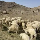 طليان ورخال حرية