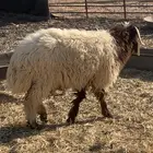 خروف جذع