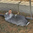 أرانب بالجمله العدد تقريبا  50