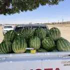 جح كفو حمار وحلا شرط