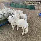 طليان ورخال ثلاجه وزواجات ومناسبات