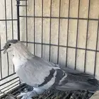 حمام لبناني شخشرلي للبيع