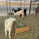 تيوس فل شحم