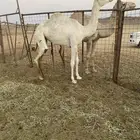 بكره للبيع