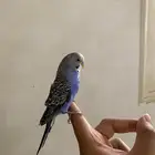 عصفور بادجي
