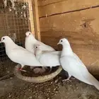 صنعاني بعياله (شيبه)تم البيع
