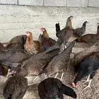 دجاج عربي اصيل بشاير العدد 25