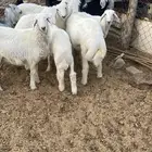 طليان حريه