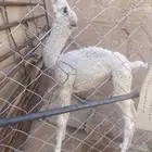 حوار