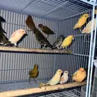 كناري اوربي ب60 ريال