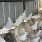 حمام