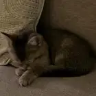 قط ام سكوتش اب شيرازي