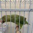 دره للبيع
