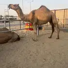 لقحه حمرا