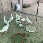 بط بح