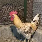 دياكه بيور لوهمان ألماني اصل