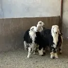 خرفان نجد طيبة