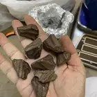 موروكي سعر جملة الكيلو 450 ريال