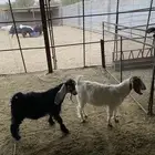 جفار